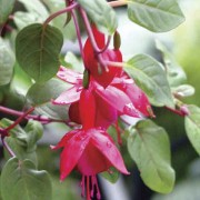 Guatemalan May Blossons