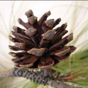 Plants of the Montane Forests