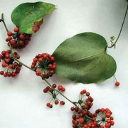 Plantas de los Bosques Montanos Guatemala