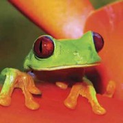 Frog from Central America