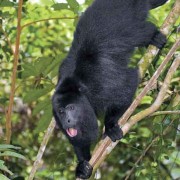 Howler monkey