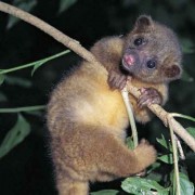 Kinkajou