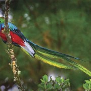 An incredible Janson photo of the elusive quetzal, Guatemala’s national bird
