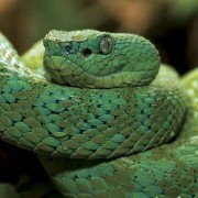 Coiled snake
