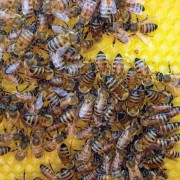 Bees