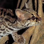 Margay