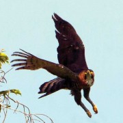 The ornate hawk-eagle, the most beautiful eagle on Earth