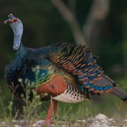 Incredible coloring of the wild turkey