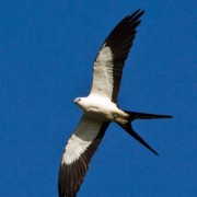 Swallow-tailed kite rides the thermals
