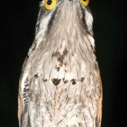 The rare pootoo bird uses “tree branch camouflage”