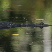 A crocodile scouts the river surface