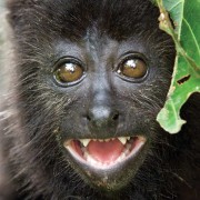 A curious, and extremely cute, baby howler monkey