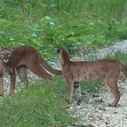 Here kitty: two mountain lions lounging on the path