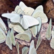 Who brought the nectar? Butterfly mixer.