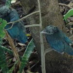 Blue Jays one month old —Bibi Rubio