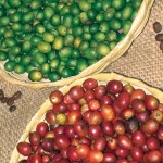 Coffee beans —Lena Johannessen