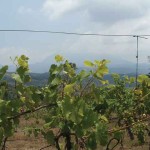 The view, from the back of the Chateau, looks across vines, with clusters of new grapes, to the cloud-shrouded Pacaya volcano