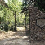 The entrance to Chateau DeFay is through a gate with discrete initials, CDF, then down a lane bordered by the intense green of coffee plants, shaded by gravilea trees. 