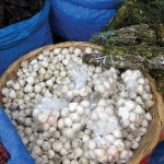 A basket of ajos criollos (garlic) from Irma’s stall