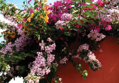 Bougainvillea Sampler (photo Rudy Girón/AntiguaDailyPhoto.Com)