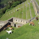 Llamas graze on once agricultural terraces
