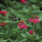 Hummingbird by Cesar Tian