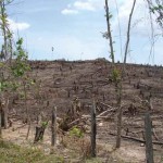 The devastation of deforestation in the basin