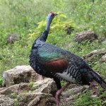 Wild turkeys are commonly seen at El Mirador