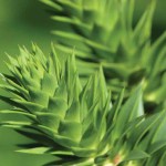 Detail of Araucaria araucana