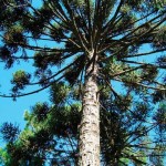 Araucaria