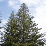 Araucaria heterophylla