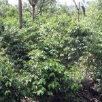 Coffee field near La Antigua