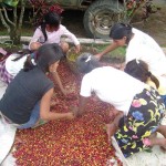 Guatemalan workers sort coffee cherries in Mazatenango