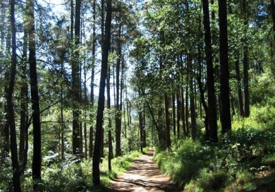 Corazón del Bosque (Heart of the Forest)