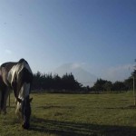 Sandy Venneman, psychology professor and equestrian, teaches local students learning theory and sports psychology