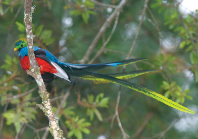 The Resplendent Quetzal by Thor Janson