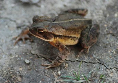 The lowly toad enjoys a place of honor in Mayan culture