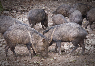 Peccary (photo by Sofía Monzón)