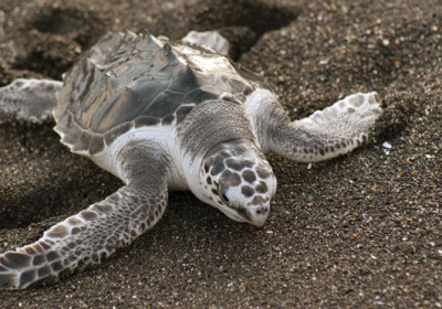 Celebrating the Sea Turtle