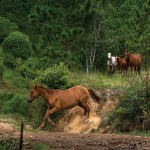Horseplay (Finca Lagunilla, Jalapa) —Marco Ortiz www.estudioideart.com