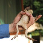 The poisonous Bufo marinus toad