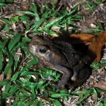 The poisonous Bufo marinus toad