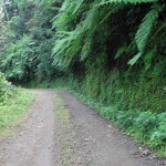 Camino verde (San Pedro Yepocapa) —Luis Josue Poz Jimenez