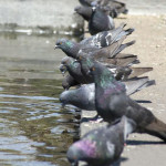 Tomando agua —Lourdes Donis