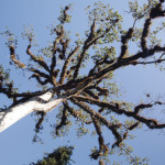 Ceiba tree in Tikal