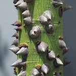 Ceiba spines in Tikal