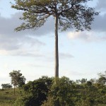 Ceiba tree in Peten