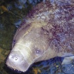 Large manatee