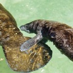 Young manatee keeps close tabs on its mother