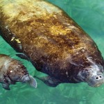 Mother manatee and child